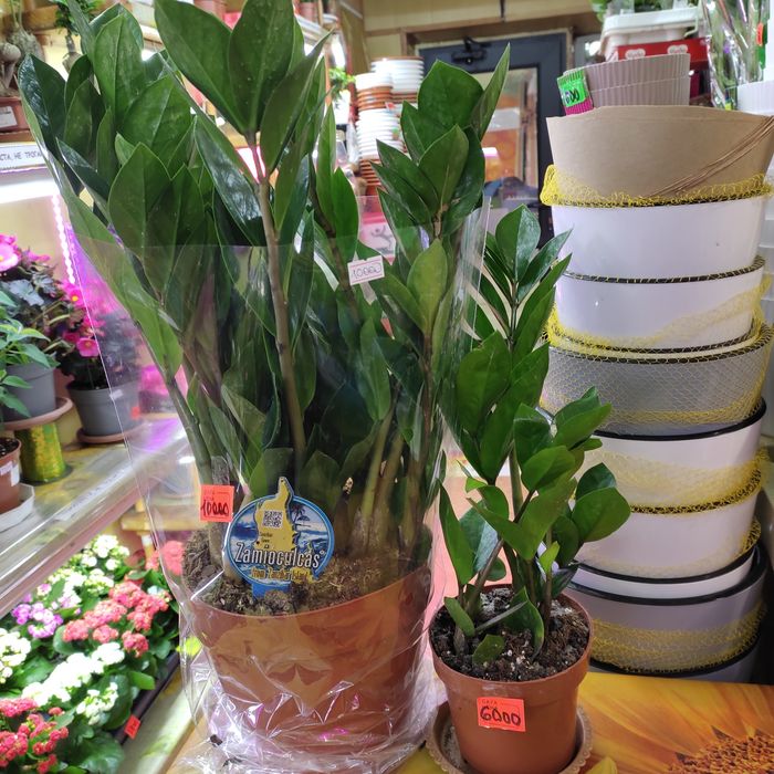 Замиокулькасы разных размеров