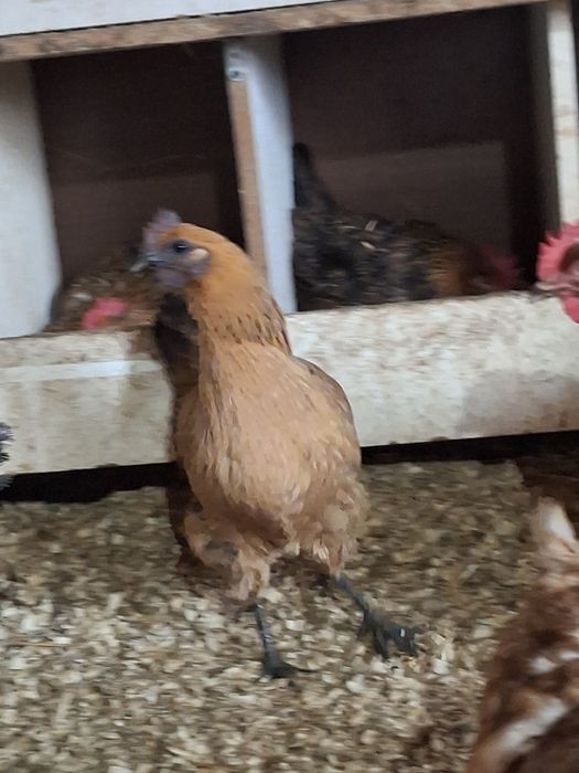 Лакеданзе семья молодки