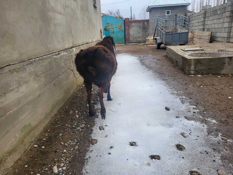 Кошкар қошқар кой қой