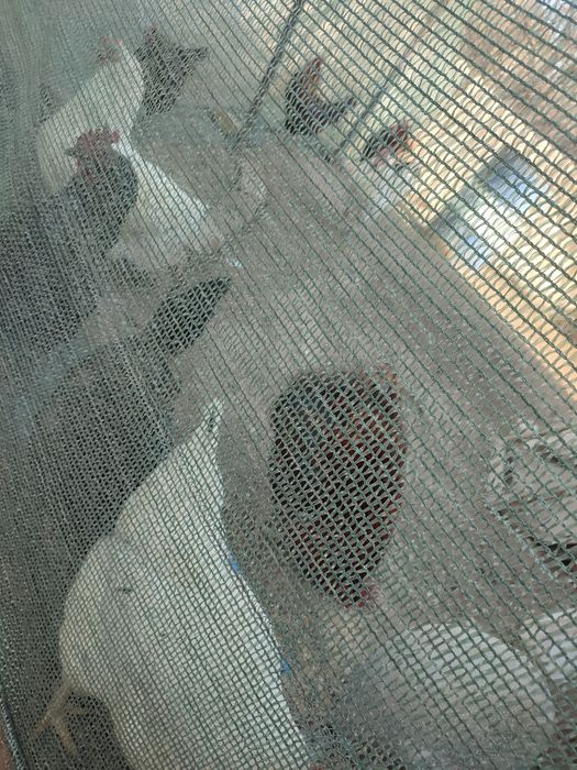 куриные инкубационные яйца