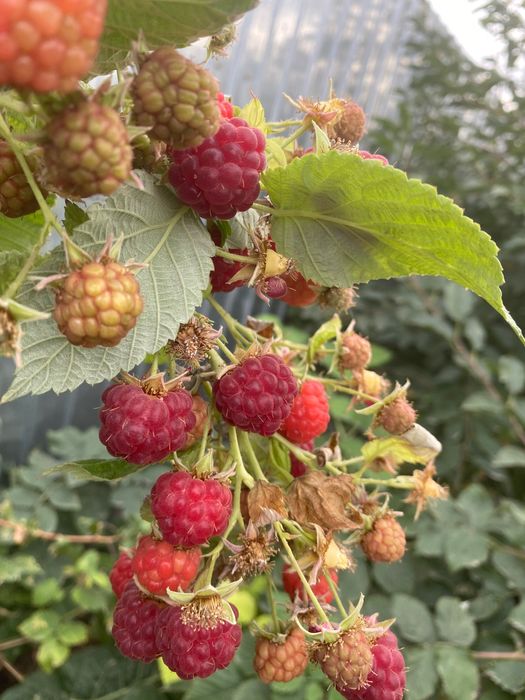 Саженцы малины крупноплодной