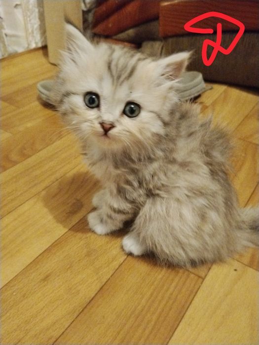 Котята от Вислоухой кошки.