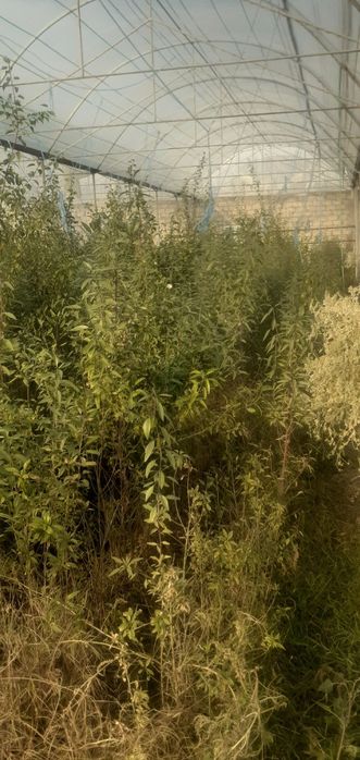 Bodom niholi sotiladi.