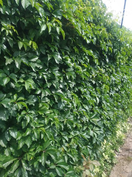 Дикий виноград саженцы