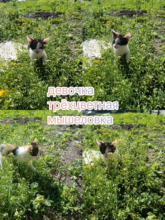 котята мальчики ищут добрые руки