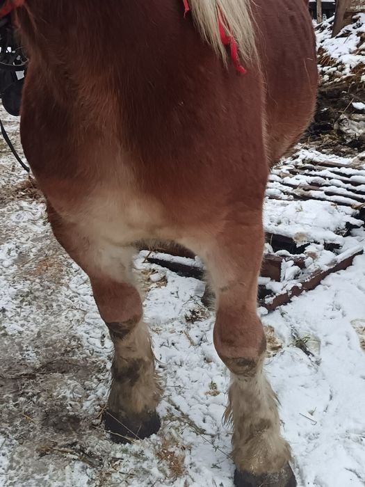 Vând mânz neschimbat