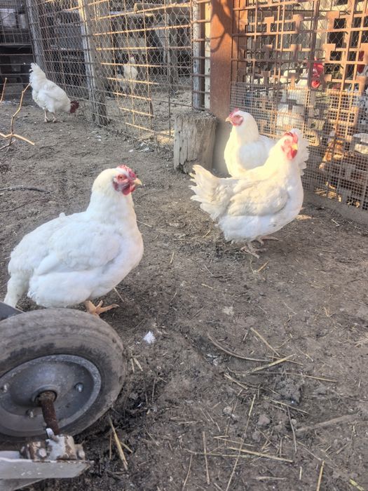 Продават се кокошки