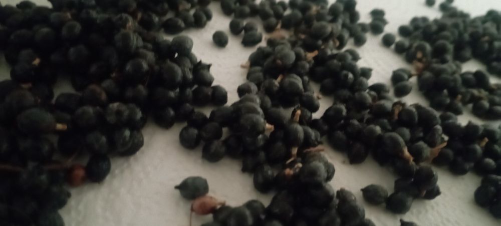 Семена за палма хамеробс, трахикарпус, вашингтония, финикова и Брахея