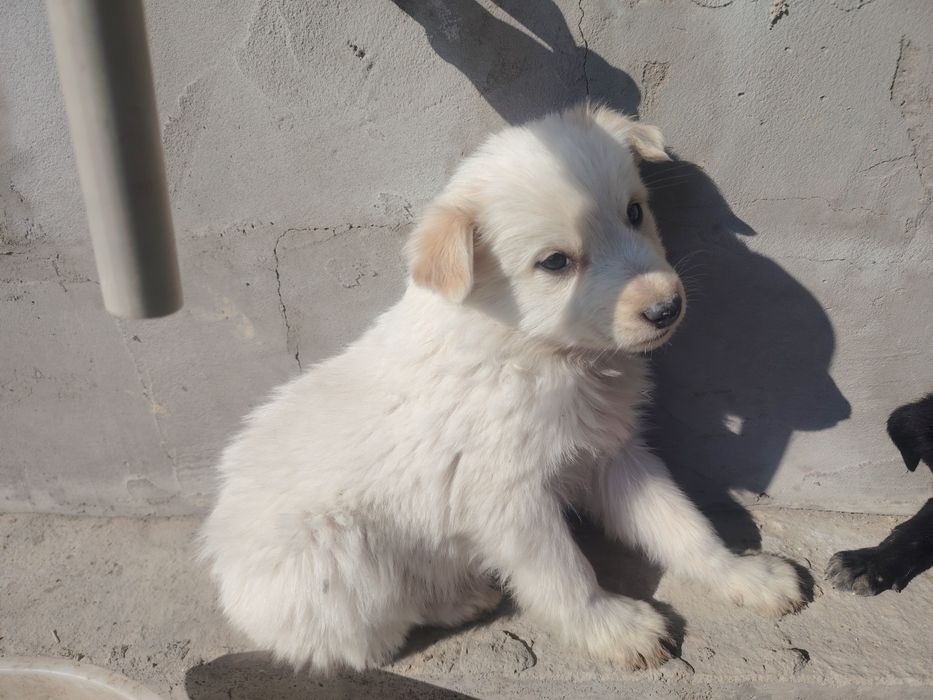 Отдам даром щенки