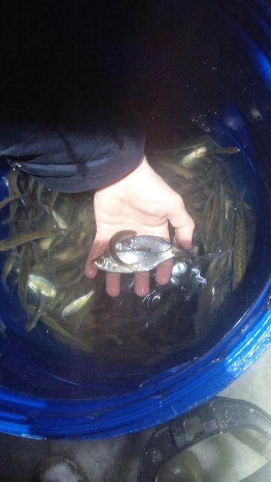 Живец разного размера