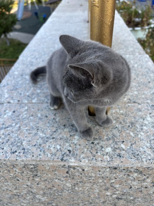 Пристраивается КОТ