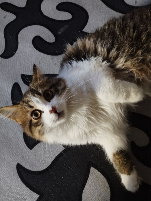 Котёнок девочка.