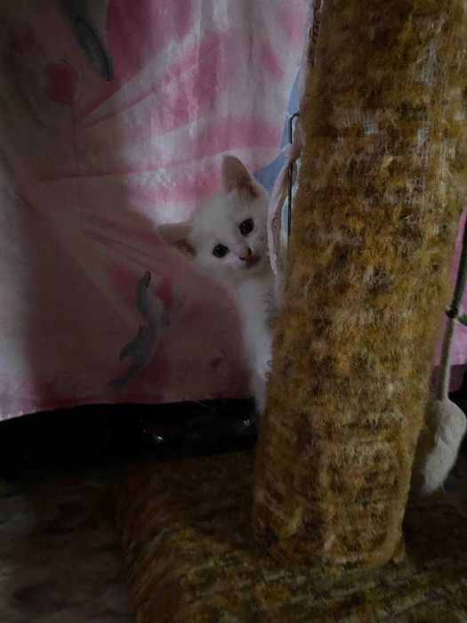 Отдаём котят в добрые руки