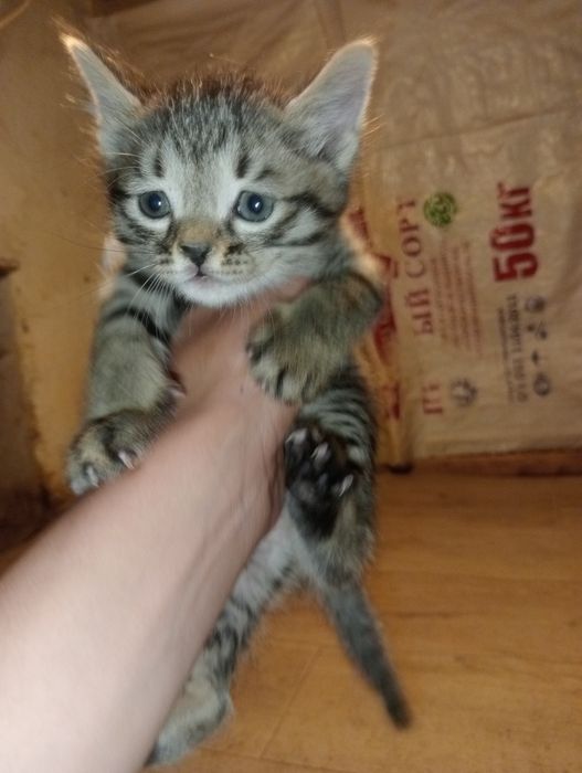 Mushukcha erkak kichik mustaqil ovqat yeydi bolalaringizga zur sovg'a