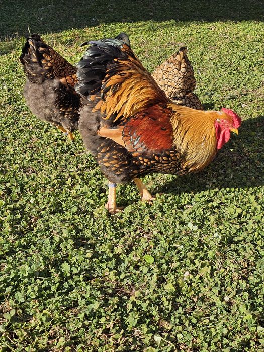 Wyandotte gsg,ouă incubat .