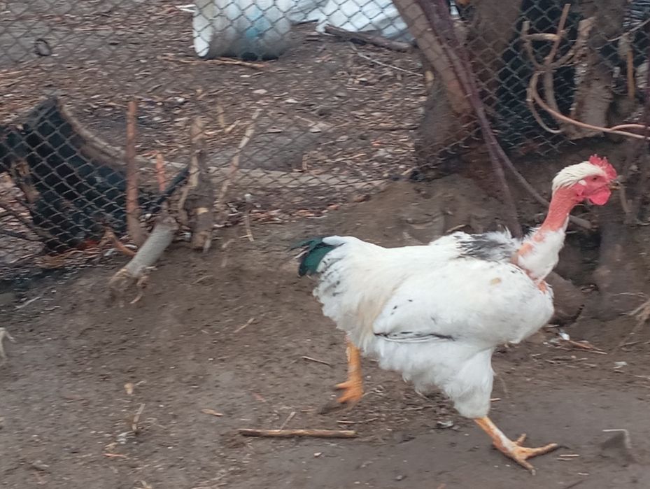 Продам молодых петушков этого года