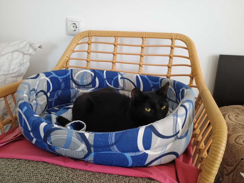 Dau pentru adoptie pisica neagra