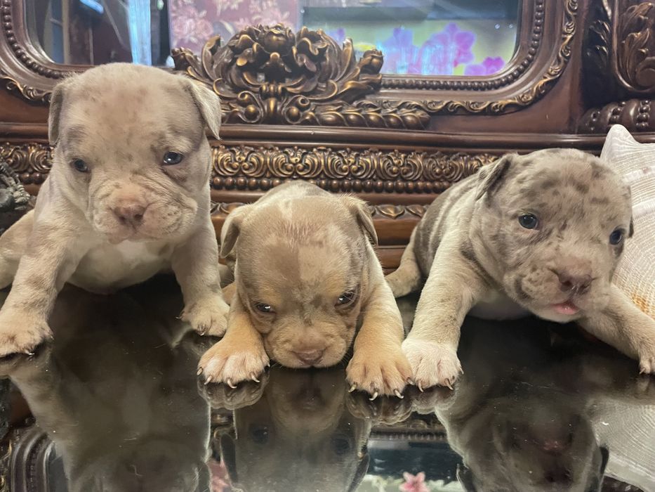 Щенки американский булли