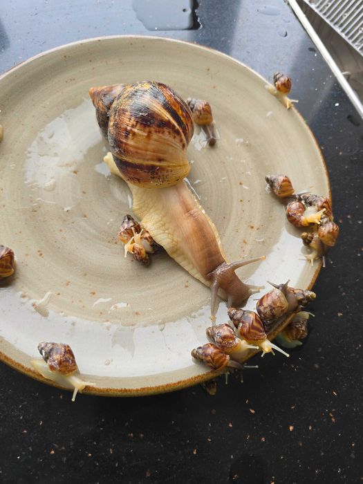 Улитки ахатины, взрослые