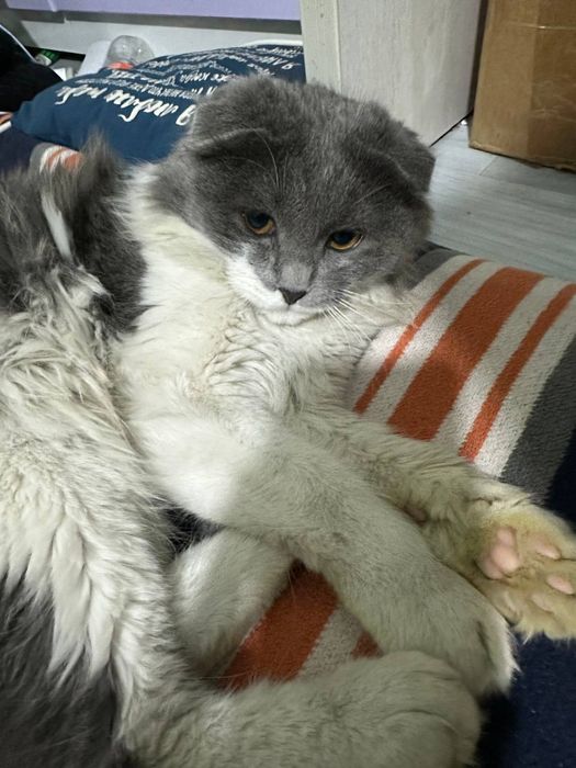 Веслоухий кот недорого