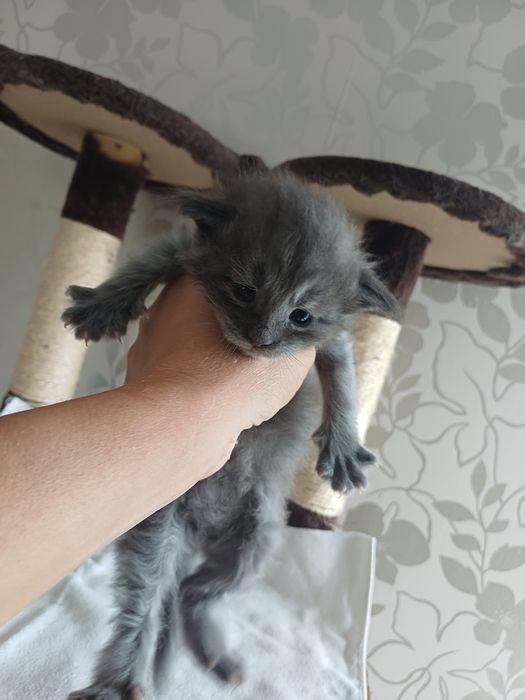 Maine Coon fetita