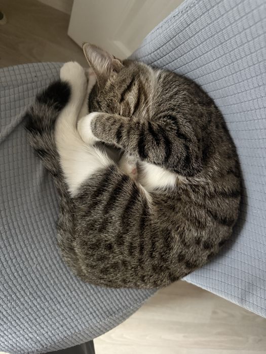 Отдам кошку в добрые руки