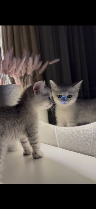 Котята, котенок, кошка
