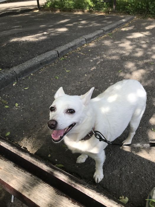 pet sitter (pisici, caini, reptile, rozatoare, pesti), plimbat caini