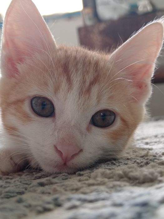 Porno Eva ikki bilan