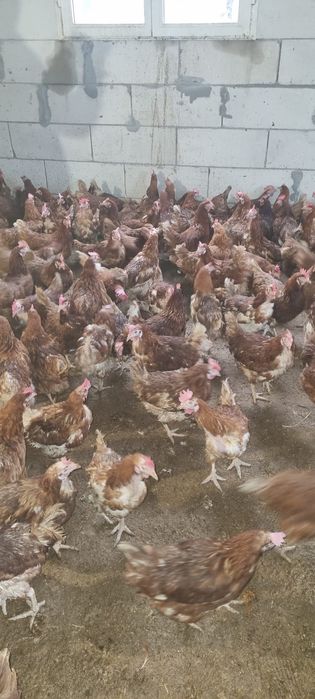 Vând găini tinere la sol - Livrare la domiciliu inclusă
