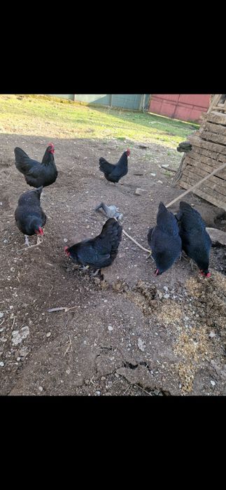 Oua de incubat de Australorp Negru de la pasarile din imagine. Pret 5 lei oul, detali 0728310545