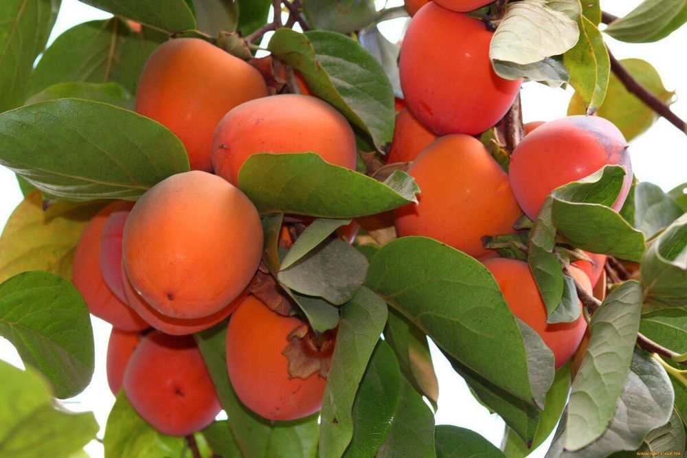 Uzum ko'chatlari Gullar va Mevali daraxt ko'chatlari aniq Sortlardan.