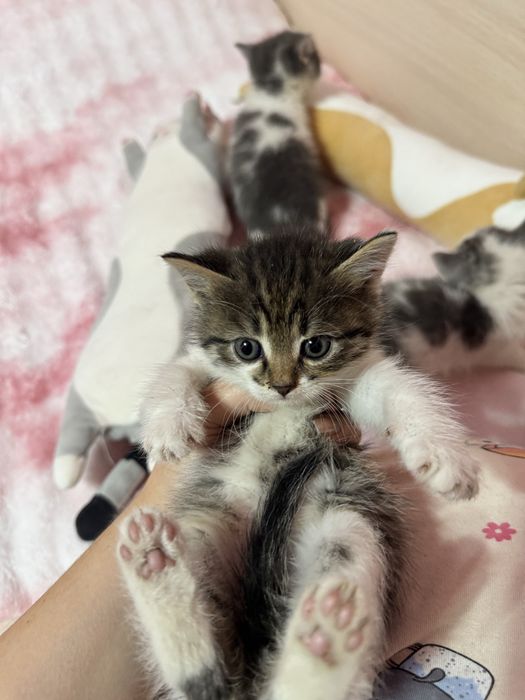 Котеночки в добрые руки