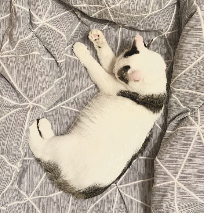 Пропал белый кот