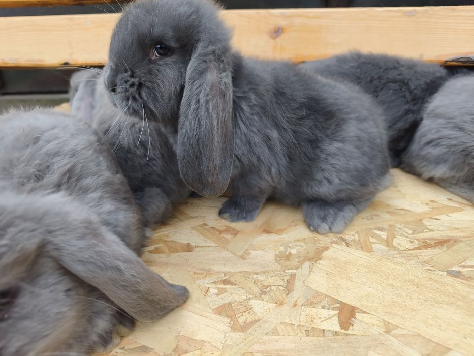 Iepuri berbec german albastru