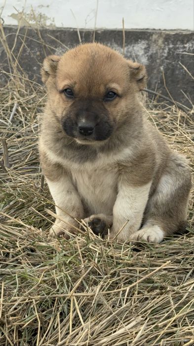 Щенок алабая девочка