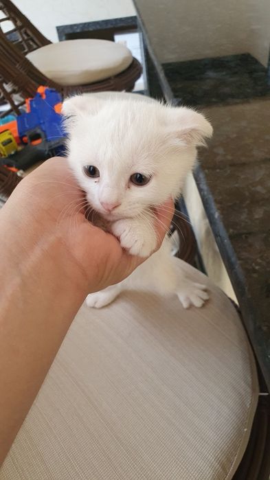 Skotish fold bolasi 1.5 oylik