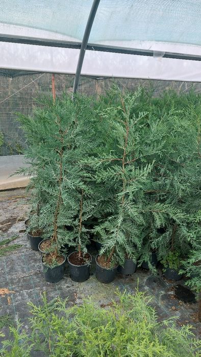 Laur Englezesc / Prunus Laurocerasus / Photinia Red Robin / Leylandii