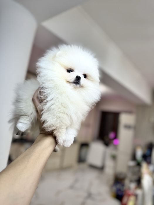 Femela pomeranian extra mics