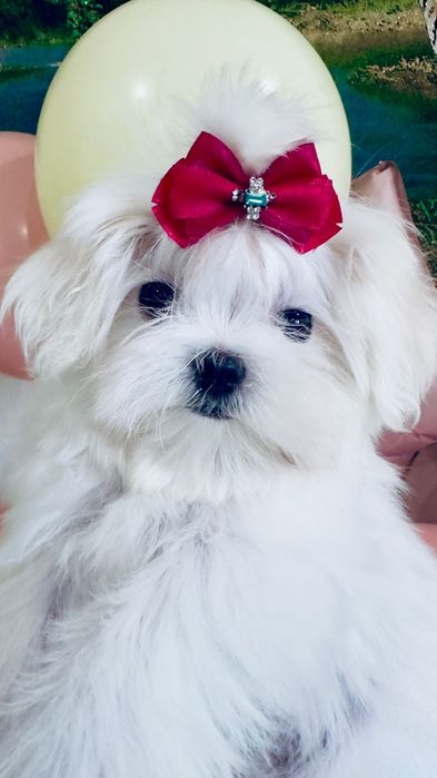 Девочка мини мальтезе