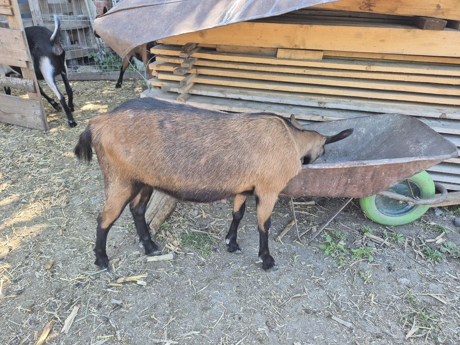 Vând capre de rasa alpina franceză si anglonubiene