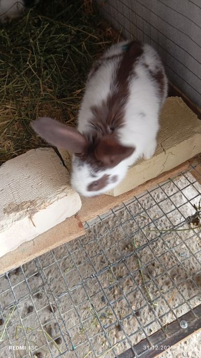 Sotiladi quyonlar sitrakachlar