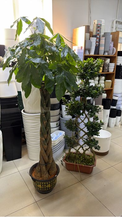 Крупные растения на подарок