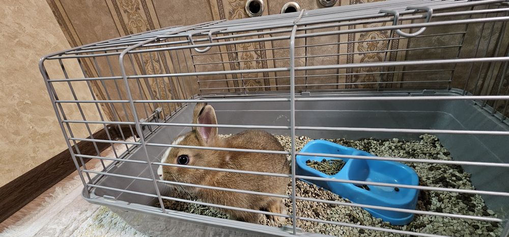 Зудлик билан куен сотилади