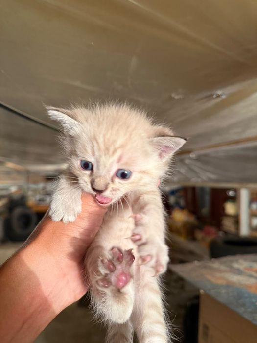 Отдам котят бесплатно