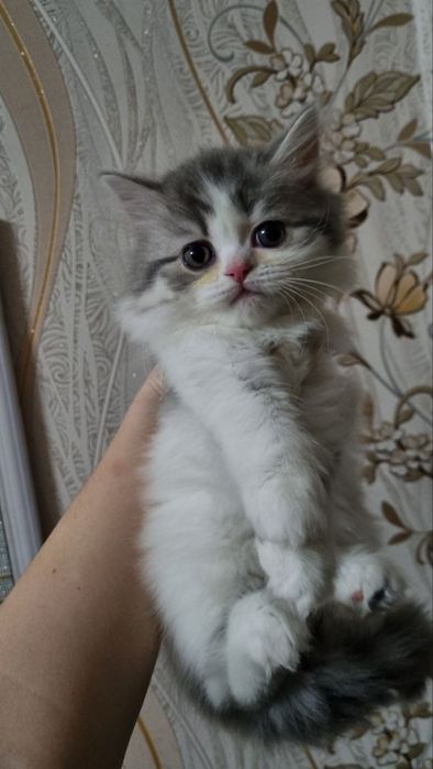 Продаются котята девочки