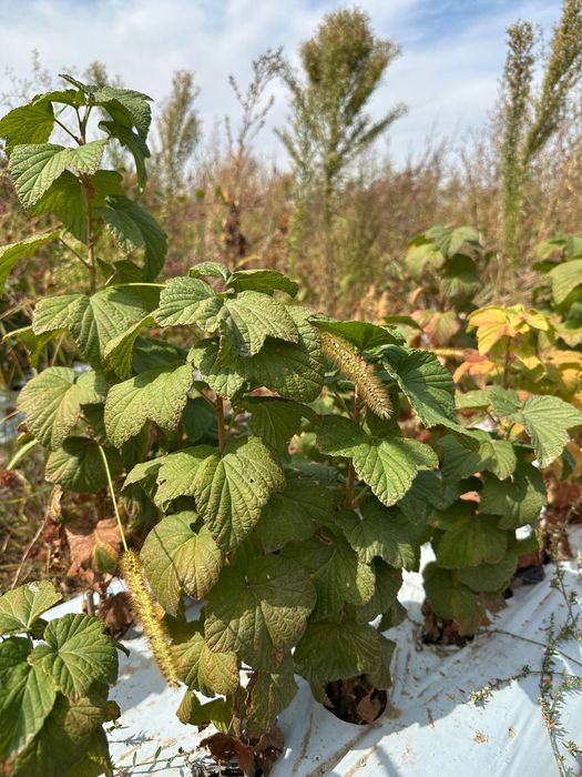 Саженцы черной смородины