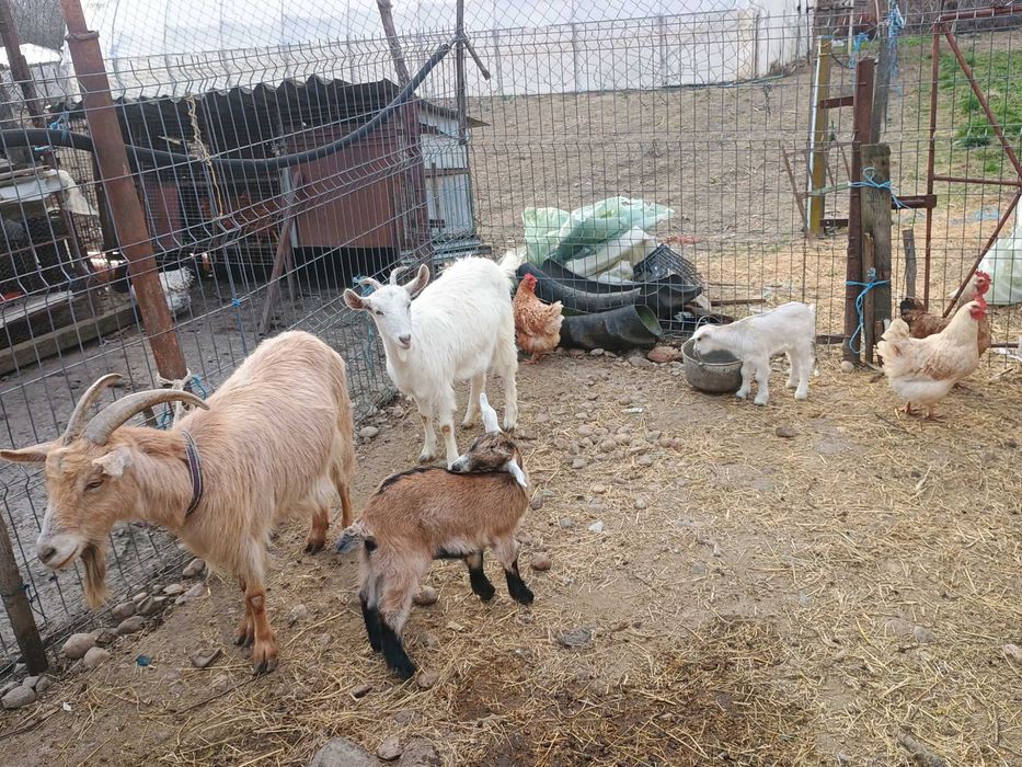 Vând 2 capre românești, fiecare cu câte un ied