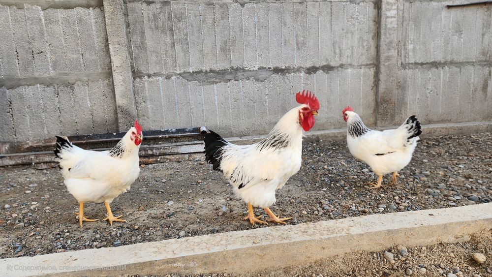 Адлер серебристый инкубацион тухумлари