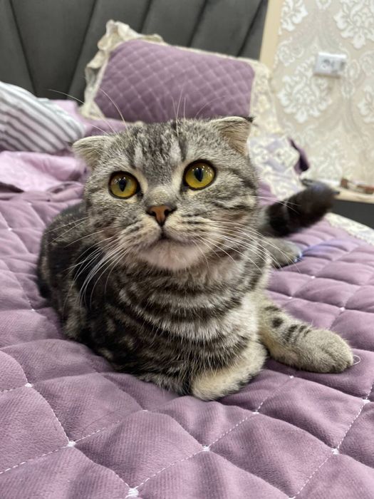 Skottish fold õğil bola kelashamiz